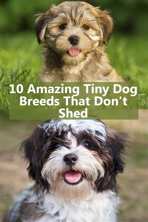 10 Amazing Tiny Dog Breeds That Don't Shed | Best small dogs, Dog breeds that dont shed, Tiny ...