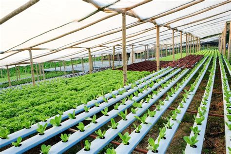 6 types of basic hydroponic systems for home farm setup