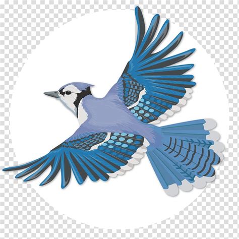 Blue Jay Bird Flying