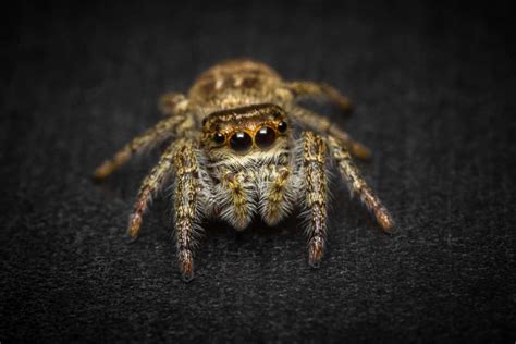 Nature curiosity: Why do spiders have so many eyes? | Forest Preserve ...