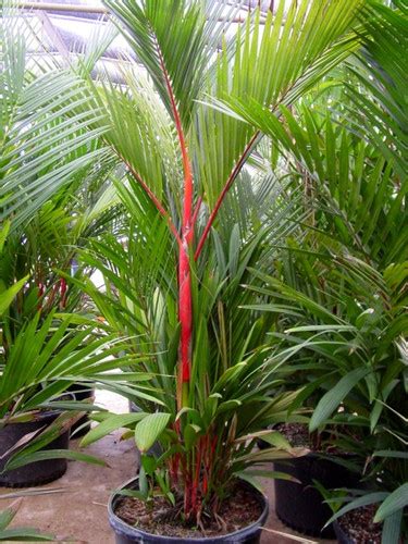 Red Sealing Wax Palm, Lipstick Palm seeds (Cyrtostachys renda) rare ...