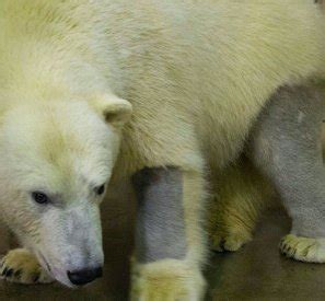 Polar Bear Fur