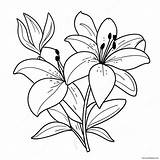 Lily Flower Coloring Page 8660 6871 sketch template