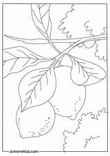 Lemon Coloring Pages & Book For Kids 12 Printable PDFs sketch template