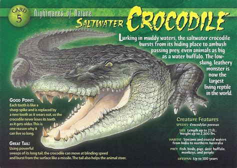 Pin by Emma ~~~ on Weird and Wild Creatures - Nightmares of Nature | Saltwater crocodile ...