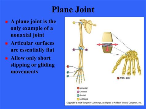 Plane Joint Anatomy