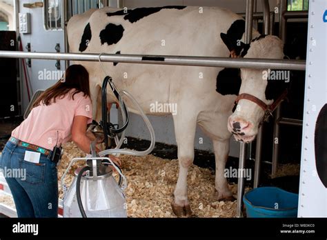 Woman milking cow machine hi-res stock photography and images - Alamy