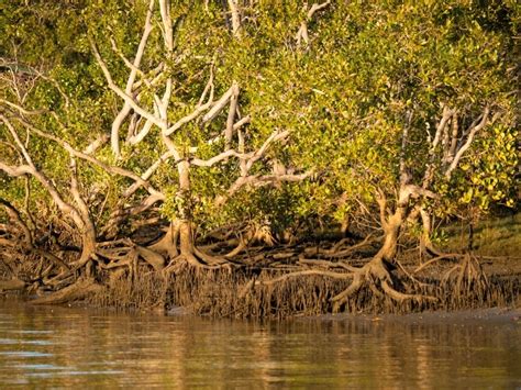 Image of Mangrove trees at the edge of a tidal river - Austockphoto