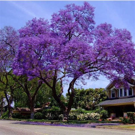 Buy, JACARANDA, mimosifolia, seed | Australian Seed