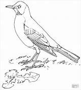Robins Coloring Pages  ColoringBay sketch template