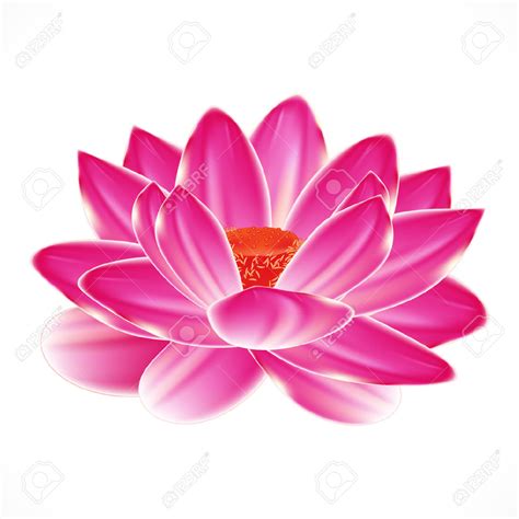 Pink water lily clipart - Clipground