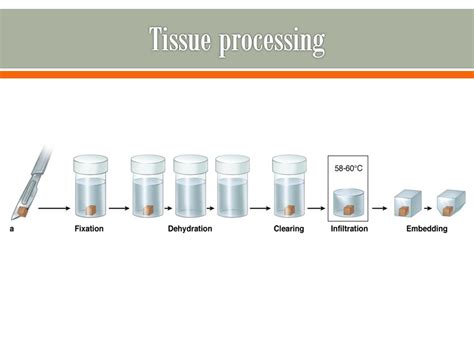 Tissue+processing - RAHA Paraffin Co.