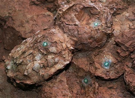 Israeli scientists say dinosaur egg fossils point to warm blood | The Times of Israel