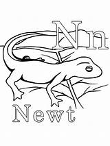 Newt Coloring Pages Color Iguana Animal Designlooter Animals Printable  sketch template