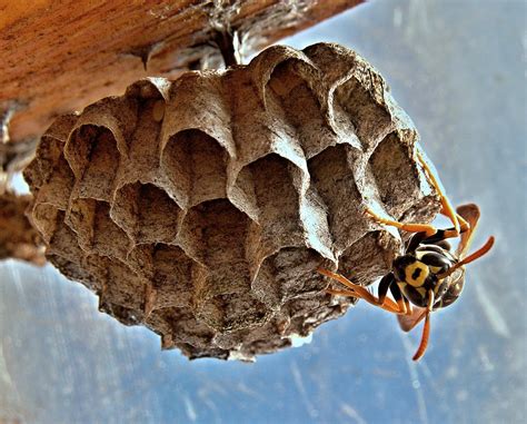 Paper Wasps in Idaho: What You Need to Know - Get Lost Pest Control