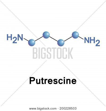 Putrescine Vector & Photo (Free Trial) | Bigstock