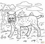 Bobcat Coloring Pages  Kidsuki sketch template