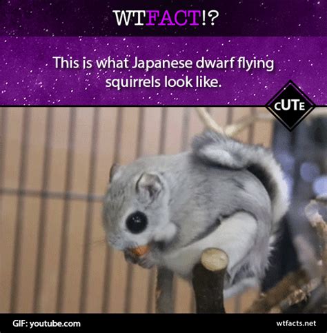 flying squirrel gifs | WiffleGif