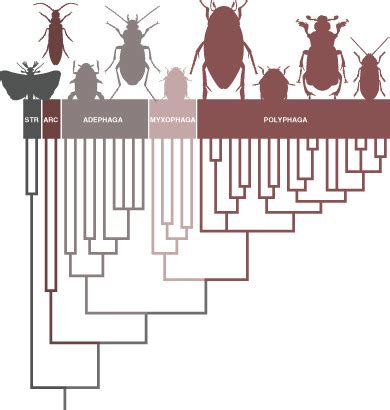 The phylogeny of Coleopterida (Hexapoda) – morphological characters and ...