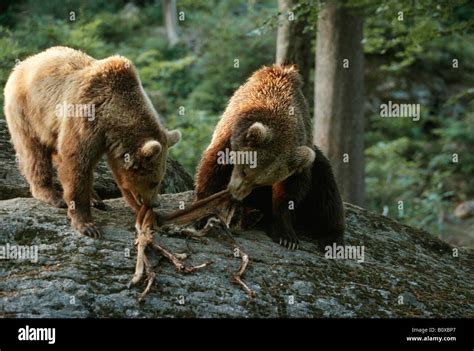 Grizzly Bears Eating Deer