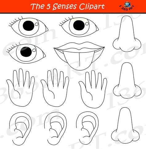 5 Senses Clipart Bundle Graphic Set Educational Images | Clipart 4 School