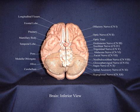 Human Brain Model Labeled Barainlay - vrogue.co