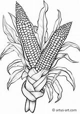 Indian Corn Coloring Page » Free Download Artus Art sketch template