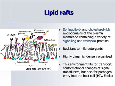 PPT - Receptors of fatty acids and endocannabinoids; lipid rafts ...