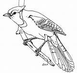 Blue Jay coloring Page  Free Printable Coloring Pages sketch template
