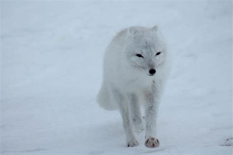 The Fluffy, Mostly White, Dangerous, and Wonderful Wild Animals of the ...