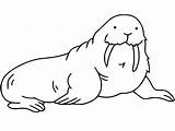 Walrus 5 sketch template