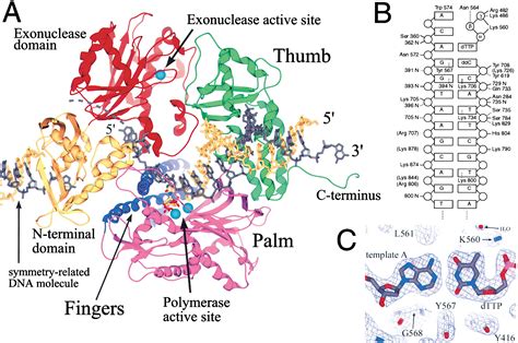 Structure of the Replicating Complex of a Pol α Family DNA Polymerase: Cell