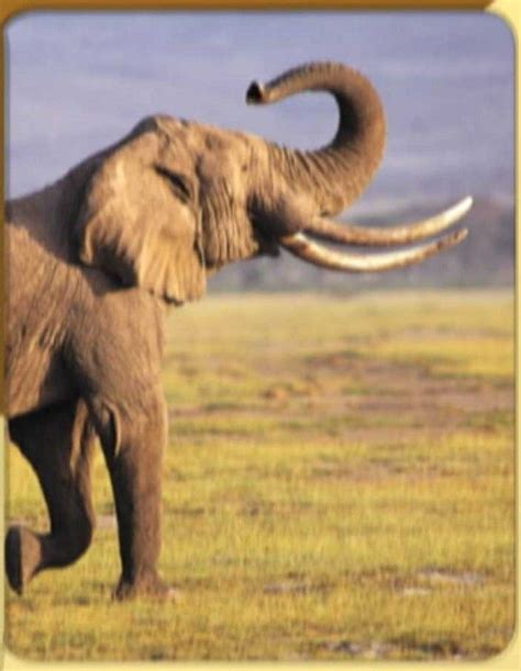 Elephant | Elephant, Elephant wallpaper, Pet birds