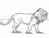 Free Printable Lion Coloring Pages For Kids sketch template