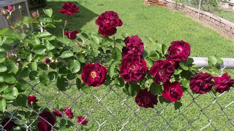 Dark Red Rose on the fence | Red climbing roses, Dark red roses ...