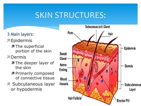 Layers Of The Skin Diagram