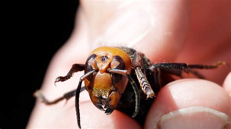 Nearly 200 Queen Murder Hornets Discovered in Destroyed Nest