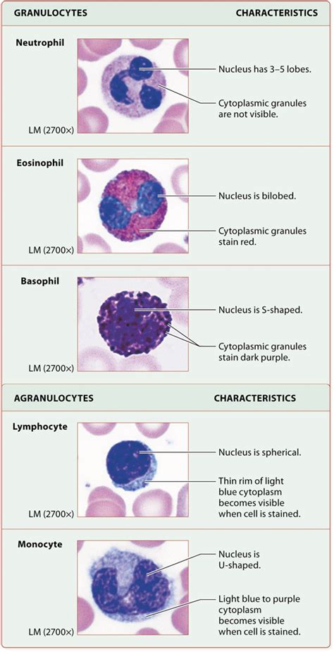 Module 19.3 Leukocytes and Immune Function: Human Anatomy and Physiology | Medical laboratory ...