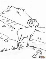 Bighorn Sheep In Zion coloring Page  Free Printable Coloring Pages sketch template