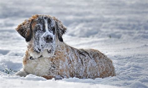 Il cane sulla neve: a cosa fare attenzione? - Amica Veterinaria