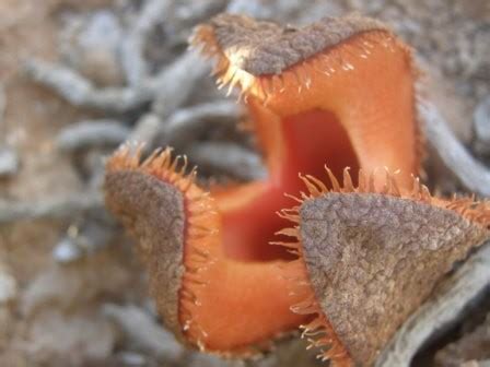 Many Means: The most bizarre looking plant “Hydnora Africana”