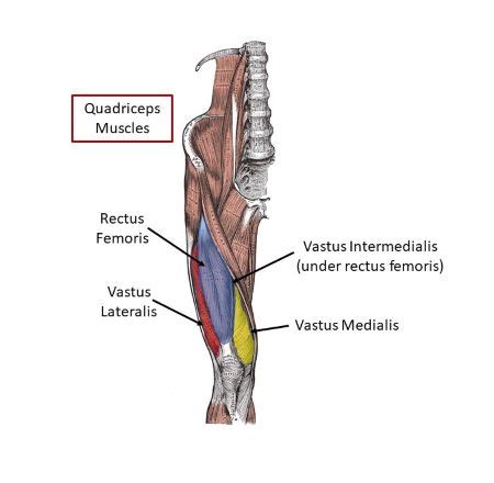 Which muscle group is found on the anterior part of the thigh? | Homework.Study.com