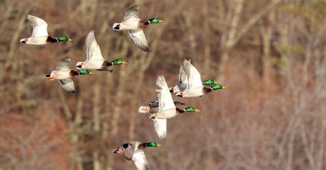 Can ducks fly?