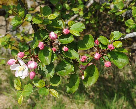 Malus Sylvestris Crab Apple Tree Care Guide - Take A Bough