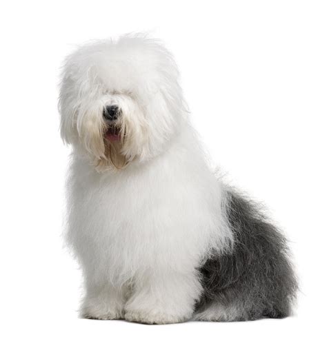 Old English Sheepdog Breed Guide | Petbarn