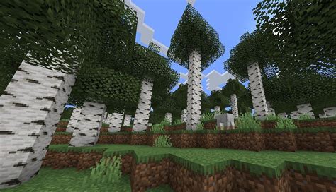 Birch Forest in Minecraft