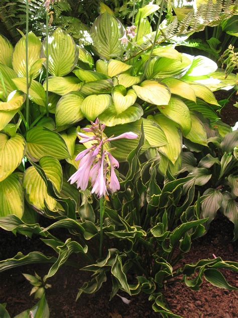 Hostas Plant Varieties : Hostas, Hostas, Hostas: A Cemetery Plant that Became a : Fda encourages ...