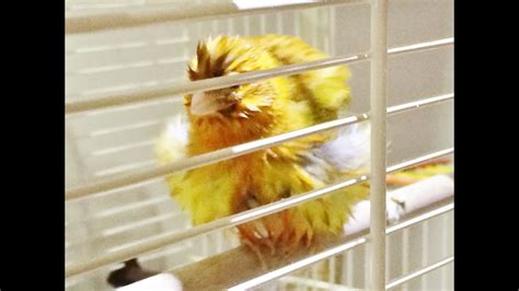 Baby Canary Having His First Bath - Hysterical./ Too Cute - YouTube