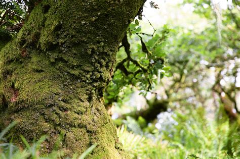 Tangled Oaks and Dithering Green in Wistman’s Wood – Zoetica Ebb ...