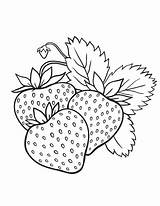 Coloring Pages  Bunch Of Strawberries sketch template